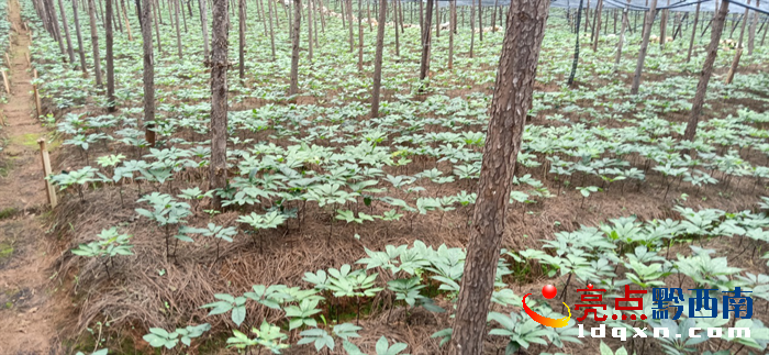 兴义市乌沙镇新店子种植的百余亩文米乐m6山三七长势喜人(图2)