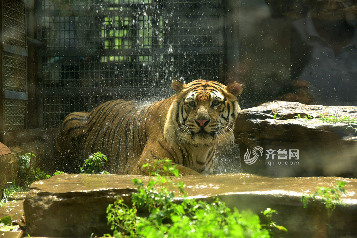 实拍济南动物萌宝避暑各有高招 黑米乐m6猩猩喜欢绿豆汤(图3)