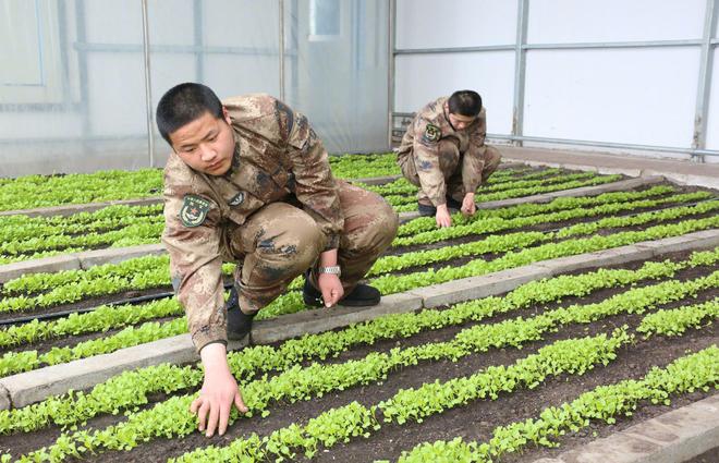 后勤太给力！边境再现保温菜窖作用如同“巨9博体育型”冰箱(图3)